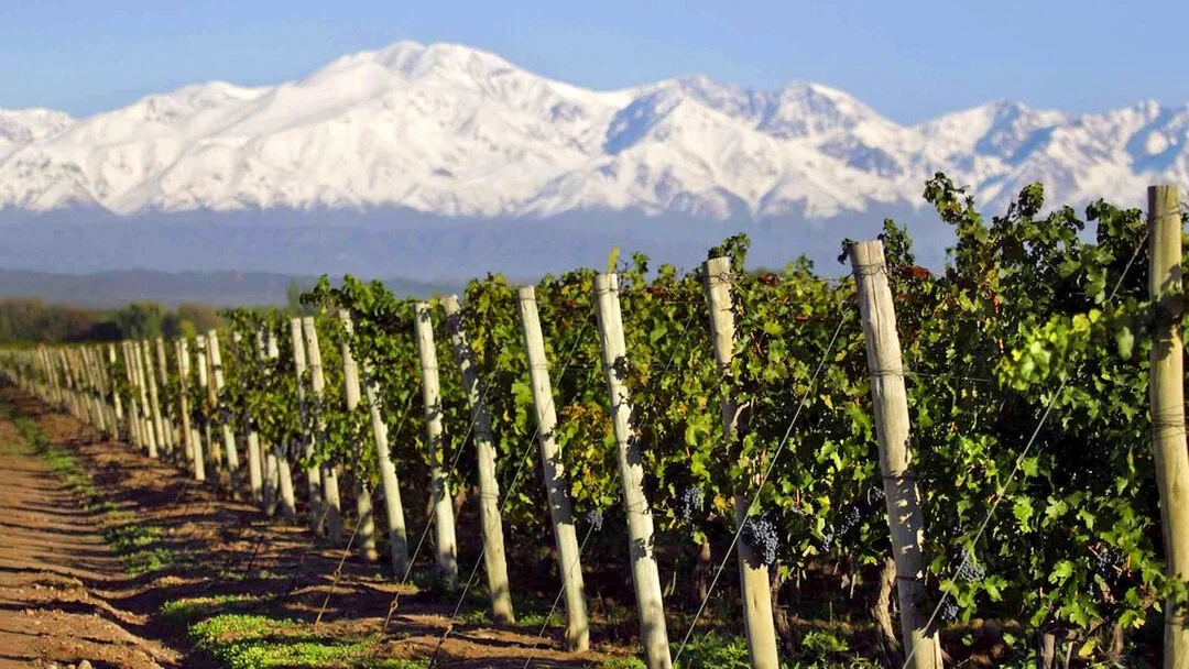 Weinberge von Mendoza vor den Anden