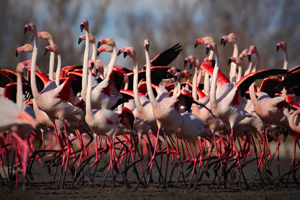 Flamingoschwarm in der Camargue